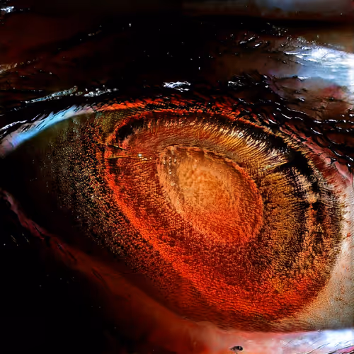 Item #81423580408588551200801073682850784470757564812203159627046903019939301425153 Media