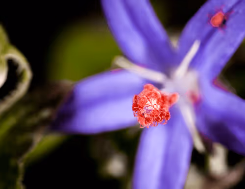 Item #39429723732328753597162802523214725559746815112814606355756412614223127904258 Media