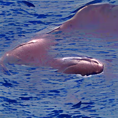 Moby Dick Visualized