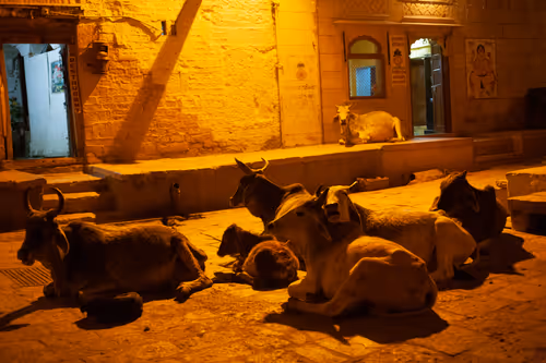 Item #36486330599558234192948007262260679931493432277950452627377023235505841504257 Media