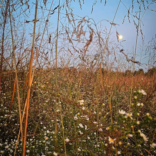 Moon's First Light