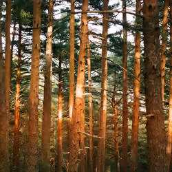Whispering Woods