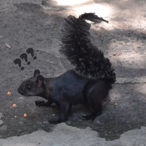 dreamer52 Collection