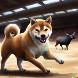 Shiba Bull