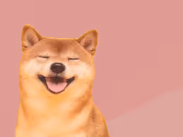one cool-looking shiba inu collection