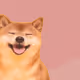 one cool-looking shiba inu collection