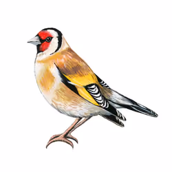 Goldfinch
