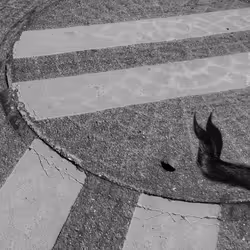 56431751608181922231259635946092067407977788553703326303680802279964408807425