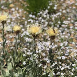Anzer Flowers