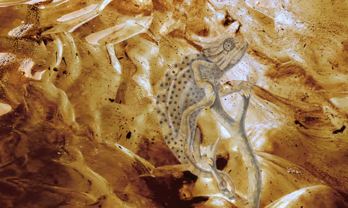 Item #34814088845477629227704468099299342434369579888194691644291829032004838490113 Media