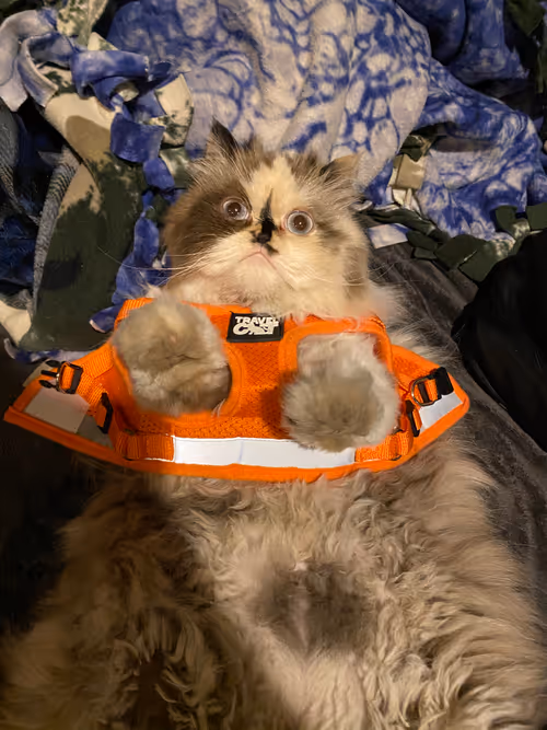 Item #88063557034118437660925886446302507819426649905583175627315428986097164615681 Media