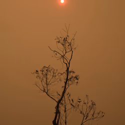 Rare: Red Sun, Dead Tree