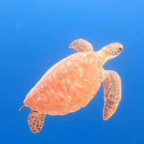 Item #93917210928009552265570427413341546020590352631026157694666951310954922508289 Media