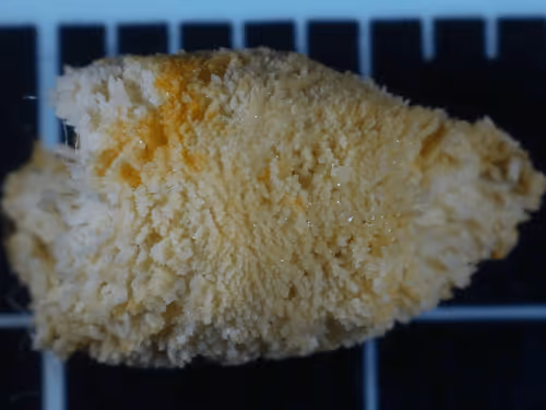 xfoxjp Collection - old