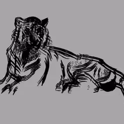 Tiger Grey