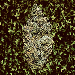 Sour Diesel - Green Series