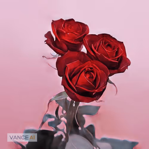 Love_rose_Collection