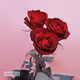 Love_rose_Collection