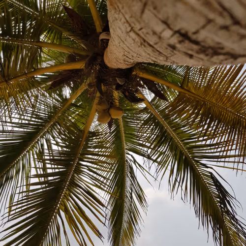 Palm -19