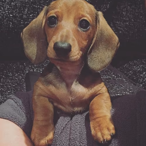 Dachshund Dreams
