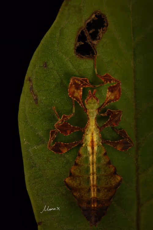 Item #112075678922036370748332486226571959791823042779200219096511573968084958969857 Media