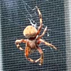 The FabPhoto Collection: Itsy Bitsy Spider (5/25)