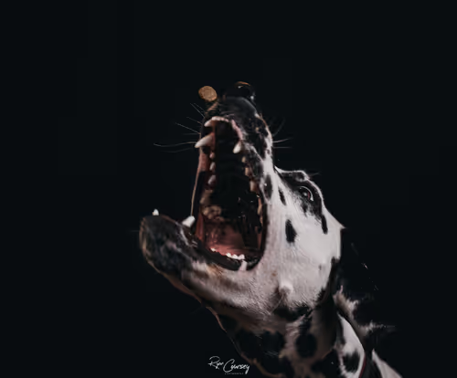 Item #87414682025478558117569594122165349452112546161934233951383420721554478071809 Media