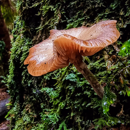 The Shrooms Of Tassie - 12