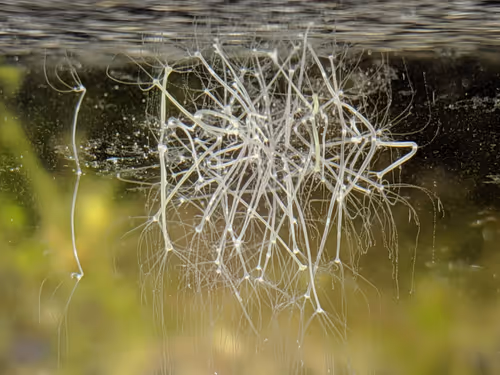 Item #91070771402693932000601226030107355921495201720799399704297419997887820988417 Media