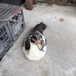 Ducko#1