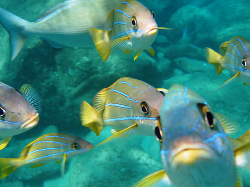 Item #103053869502061589766619055329076968978889786929838480007770308351395434070017 Media