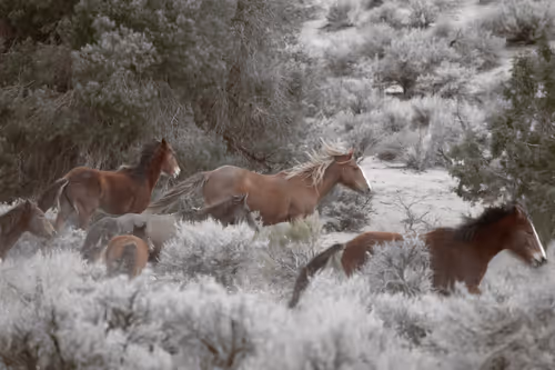 Item #80226831147776903070793738695599038778866519519850653425333746619131411562497 Media