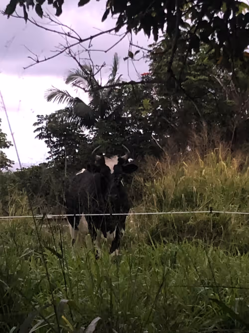 Item #111384347419130010131898734196272882001680551158239169533315207242699597938689 Media