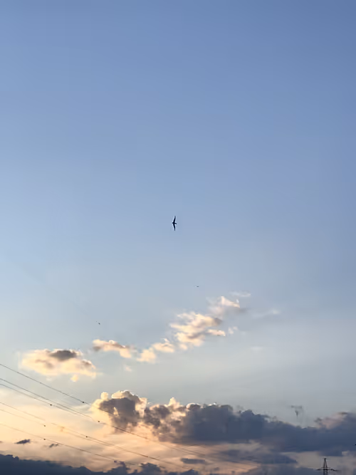 Item #18646559977629649480487143660393314070653216565938883771466586823650151759873 Media