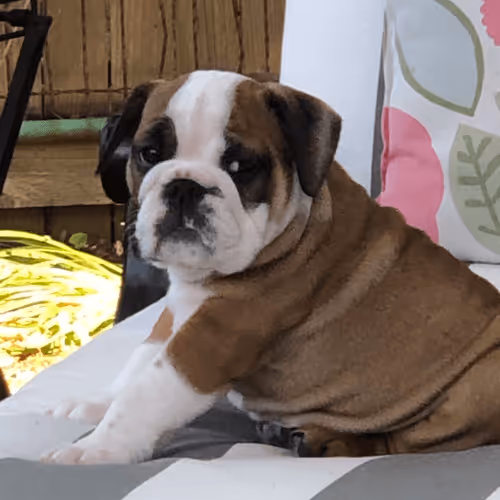 Bo The Bulldog