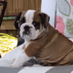 Bo The Bulldog