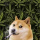 56575503806358708033185397410621687836242275733997559370524700522618973847553