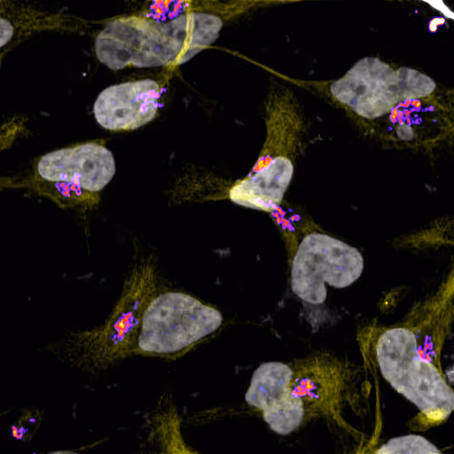 Item #42481498089717513961394482866849979367074933569204684563891551445636576444417 Media