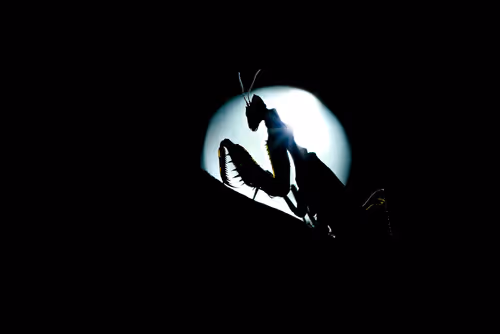 Item #103209038218613868930619060226973881085287424924468474495414640464469216460801 Media