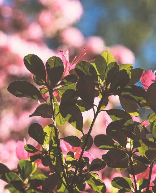 Item #61140817841535323188943582947873458398896939162862574355994582760119227908097 Media