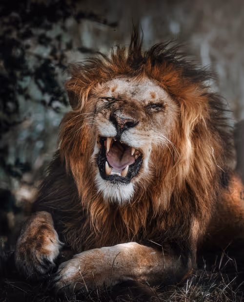 Item #46146454175190830687847236221543248864679735900060228179798027783597044269057 Media