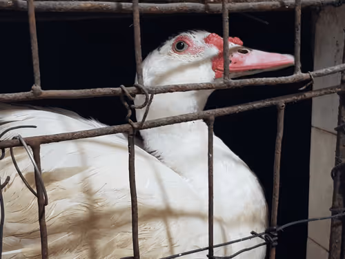 0964509050 Collection