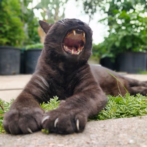 Captainthunder Collection