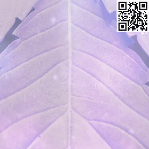 Item #61089433673675855013240100592429788426200334601701735580530433906038747955201 Media