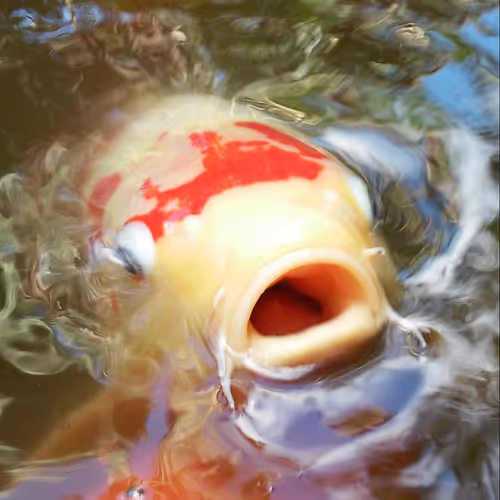 x17andrew71x Collection