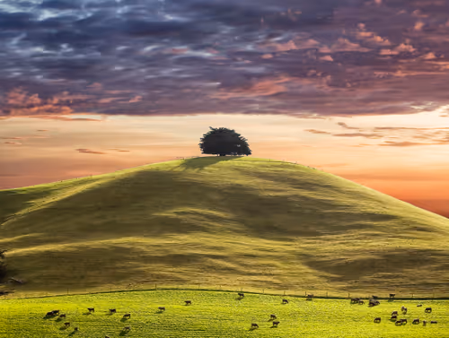 Item #113391420929209941219598099572508675076097289829558384042967581992179464142849 Media