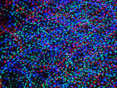 Item #50026192821252236501327529804501614579808517949817326421674249541918480400385 Media