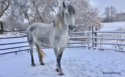 Item #31800249305986006653184288975792858107150763179770957041705214778128671440897 Media