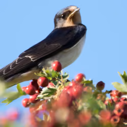 Swallow in view