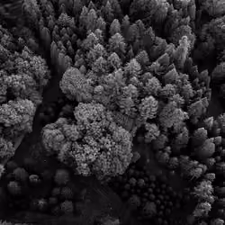 BLACK & WHITE Sonian Forest Treetops, part one. 9/9